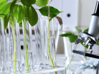 SEMENTES: BIOLOGIA, DESENVOLVIMENTO E ECOLOGIA