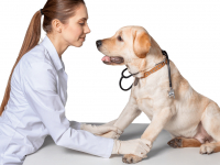 FISIOTERAPIA VETERINÁRIA