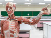 TÓPICOS DA FISIOLOGIA HUMANA