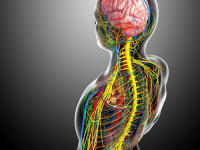 SISTEMA NERVOSO CENTRAL E FUNÇÕES EXECUTIVAS