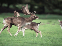 CLASSIFICAÇÃO DOS ANIMAIS