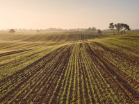 INTRODUÇÃO AGRICULTURA