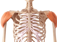 PRINCIPAIS MÚSCULOS ESQUELÉTICOS DO CORPO HUMANO