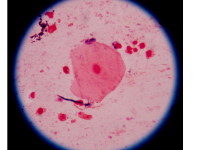 ASPECTOS GERAIS DO SISTEMA TEGUMENTAR