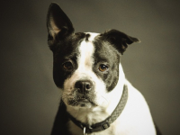 Gestão Emocional para Cães