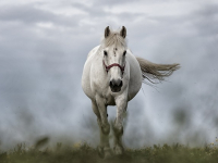 Gestão emocional para cavalos