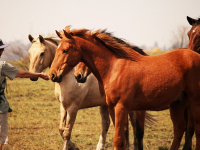Técnicas e Abordagens na Equoterapia
