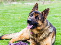 Curso Online de Cães Guia: Capacitação para Treinadores