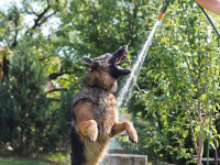 Aprenda a Treinar Cães Guia com Técnicas Especializadas