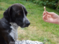 Adestrando com Maestria: Estratégias e Métodos Eficientes