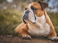 Adestramento de Cães: Comandos Essenciais