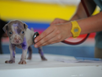 Cuidados Veterinários: Aprendendo sobre Saúde e Bem-estar Animal