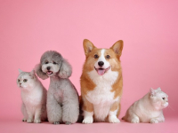 Administração eficiente e responsável de uma creche pet