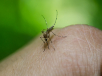 A Dengue e suas Consequências