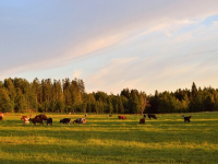 COURS DE FRANÇAIS GRATUIT POUR DÉBUTANTS