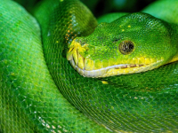 Python avancé pour débutants