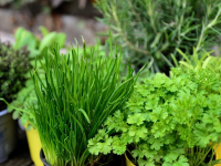 Agriculture and Horticulture