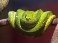 CORSO PYTHON BASE - IMPARA A PROGRAMMARE CON PYTHON - TUTORIAL ITALIANO