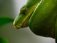 PYTHON 3 ESSENTIALS: STARTER KIT per PROGRAMMATORI