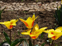 Fotovoltaico - Trucchi del Mestiere