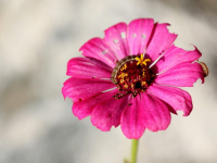 Imparare il Francese per Principianti