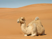 Lingua Araba - Arabo per Tutti - Corso Gratuito di Arabo per Leggere Arabo e Corano