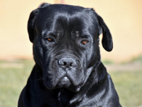 Corso Cybersecurity Completo Impara Sicurezza Informatica e Hacking Etico da Zero