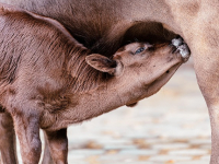 Tesi di Laurea in Infermieristica