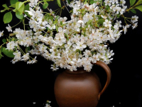 La Bellezza Effimera dei Like