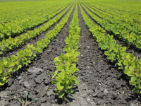 Agriculture Moderne Durable