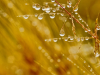 Cours-Microbiologie Générale-L1SA2022