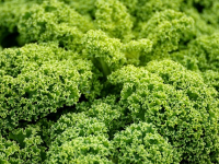 Agroforesterie: Définition et Principes