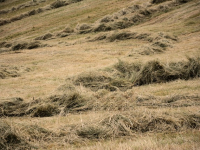 Lombricoltura Guadagna in Agricoltura Grazie a dei Lombrichi