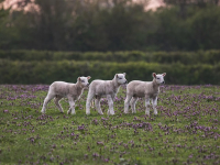 AGRICOLTURA SINTROPICA