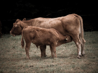Agricoltura Professionale Sostenibile
