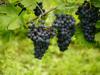 TRATTAMENTI e CONCIMI in AGRICOLTURA