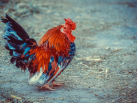 Valorizzazione del Territorio, Agricoltura e Allevamento, Commercio.