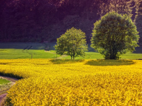 SICUREZZA in AGRICOLTURA e Sul LAVORO