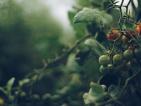 Agricoltura Sostenibile