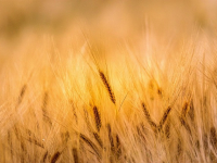 AGRICOLTURA in SARDEGNA