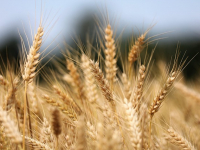 Rompere gli Stereotipi Dell\'agricoltura Sociale: Edizione Italiana