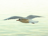 La Minute Agile - Saison 2