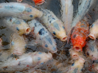 Carpe Koi Allevamento