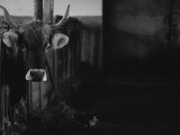 Allevamento Coleotteri