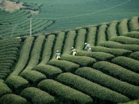 Vita Tra le Ali: Ornitologia e Allevamento