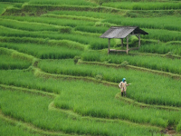 Allevamento Api Regine