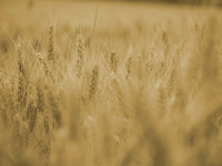 Pratiche Agroecologiche Nell\'allevamento del Bovino