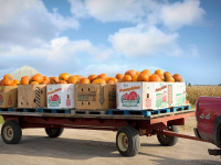 Vitigni e Sistemi di Allevamento