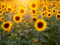 LA GRANDE MENZOGNA: Miniserie Investigativa in un Allevamento di Maiali in Nord Italia