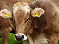 Schede di Allevamento